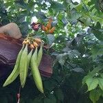 Campsis radicansFrucht