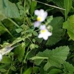 Linaria triphylla Blatt