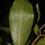 Daphnopsis americana Folla