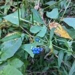 Persicaria perfoliata फल