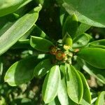 Euphorbia neriifolia 花