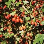 Crataegus monogyna Fruit