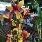 Dendrobium spp.Fleur