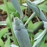 Polygonatum odoratum Ліст