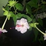 Mirabilis longiflora Cvet