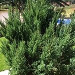 Juniperus chinensis Habitat