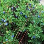 Vaccinium uliginosumOther