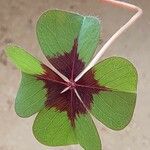 Oxalis tetraphylla 葉