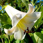 Lilium regale Floare