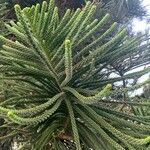 Araucaria columnaris Hoja