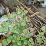 Acalypha monostachya Hábito