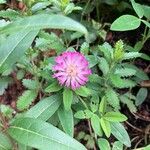 Trifolium medium Floare