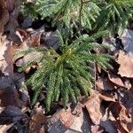 Lycopodium dendroideum Foglia