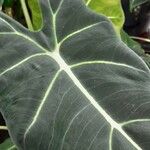 Alocasia micholitziana Leaf