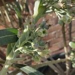 Kalanchoe tetraphylla Floare