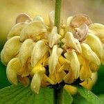 Phlomis russeliana Sonstige