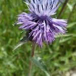 Carthamus caeruleus Blomma