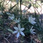 Ornithogalum narbonense Flower