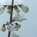 Plectranthus forsteri Blomst