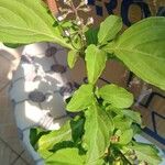 Ocimum carnosum Blatt