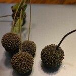 Cephalanthus occidentalisFruto