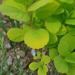 Spiraea betulifoliaLeaf