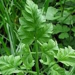 Chaerophyllum temulum Leaf