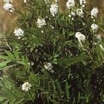 Galega officinalis Συνήθη χαρακτηριστικά