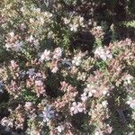 Frankenia corymbosa Flor