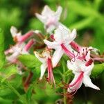 Rhododendron atlanticum Blüte