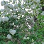 Viburnum macrocephalum Leaf