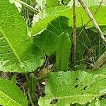 Rumex × acutus Leaf