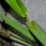 Panicum pilosum Leaf