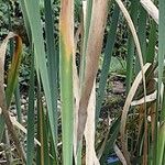 Typha angustifolia برگ