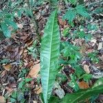 Pseudima frutescens Leaf