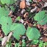 Neillia sinensis Leaf