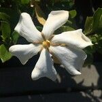 Gardenia jasminoides Квітка