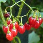 Solanum dulcamara ഫലം