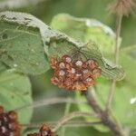 Dombeya pilosa Fruit