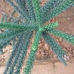 Araucaria muelleri Φύλλο