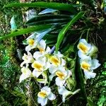 Rodriguezia bracteata Flor