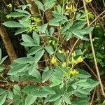 Cajanus cajan Habit