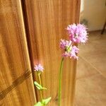 Valeriana dioica 花