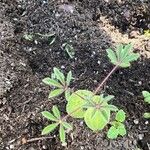 Lupinus densiflorus Feuille