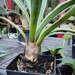 Agave vivipara Natur