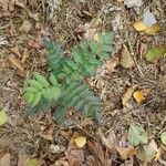 Sorbaria sorbifolia Leaf