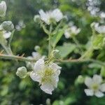 Rubus scaberFloare