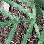 Pteris multifida Foglia