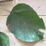 Pourouma melinonii Leaf