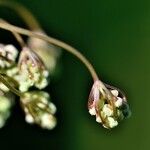 Conopodium pyrenaeum Květ